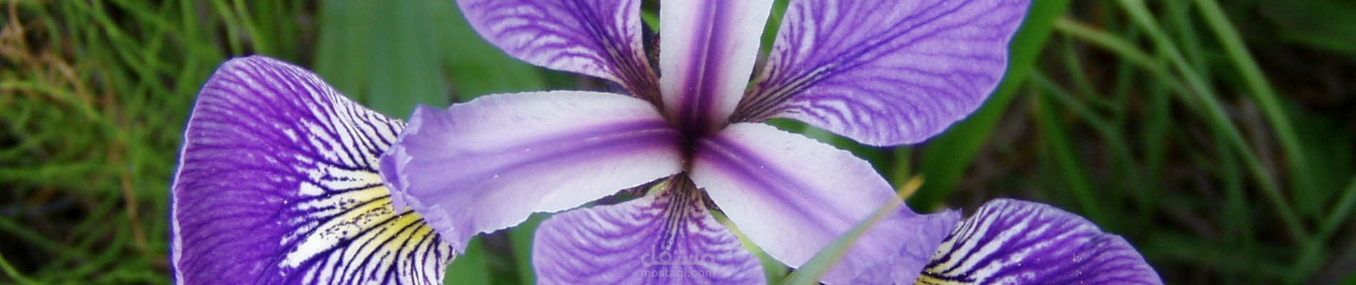 تحليل بيانات نبات الـ Iris باستخدام تعلم الآلة