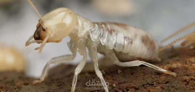 Termite Control