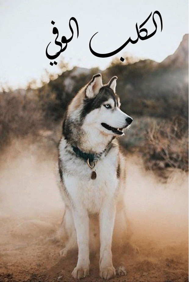 غلاف عن كتاب يحكي عن الكلب