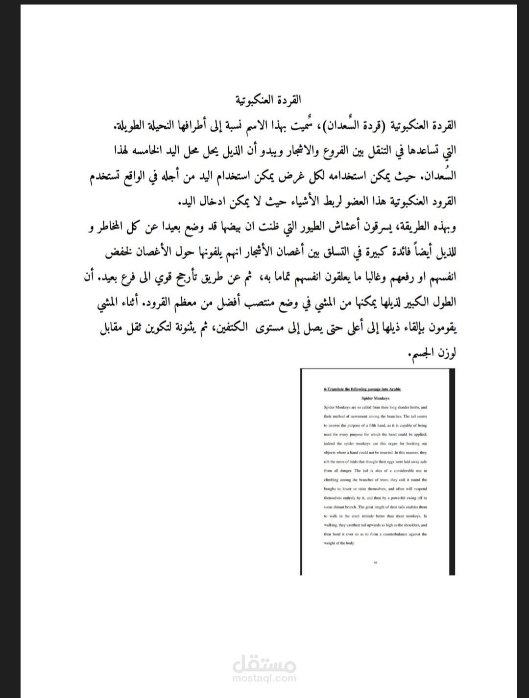 Translated by Yasmin Abdo