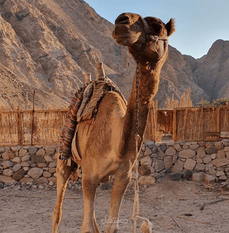 تصوير ستوري والتعديل عليه لصفحة شركة سياحية علي انستجرام