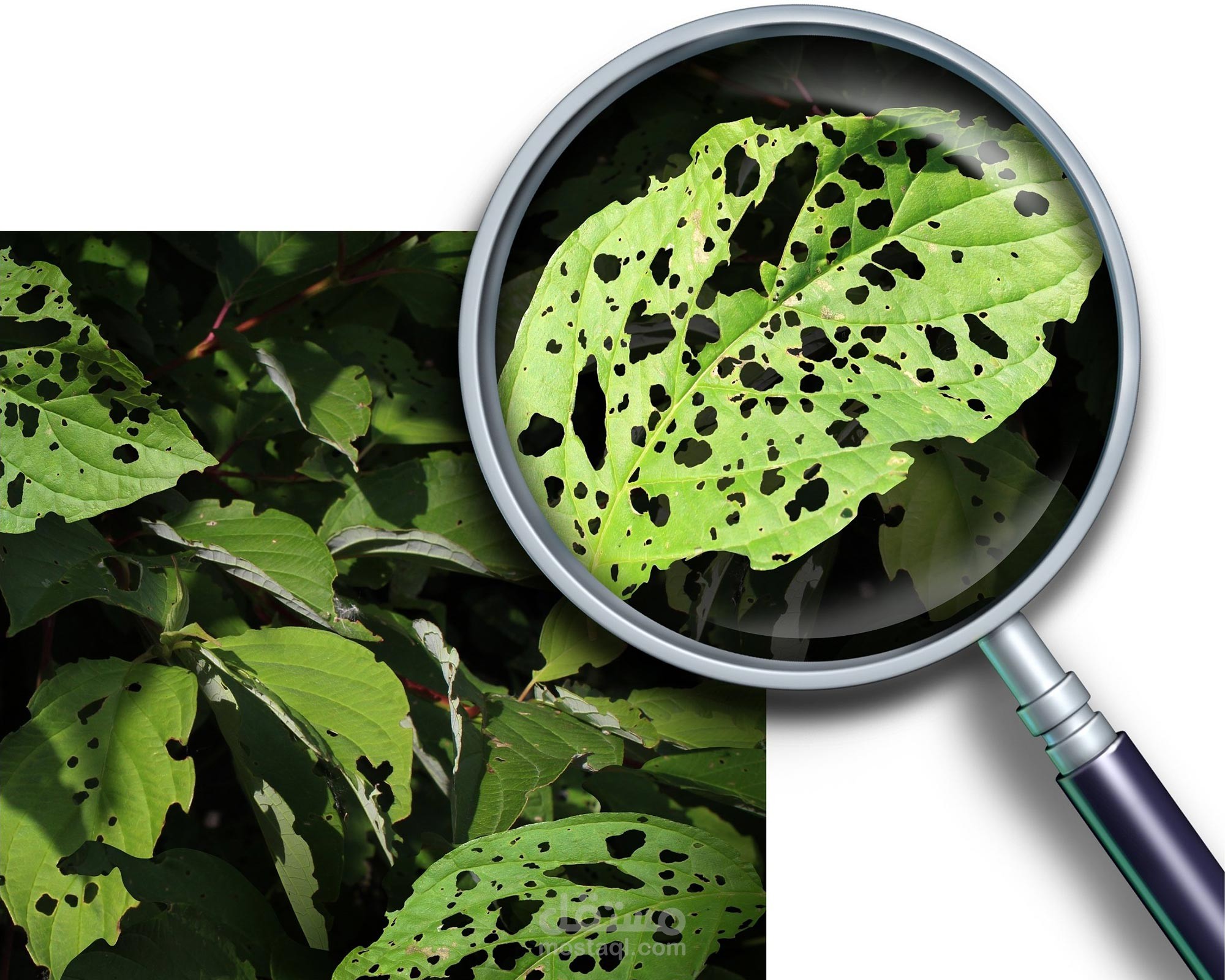 Plant Diseases Detection using CNN