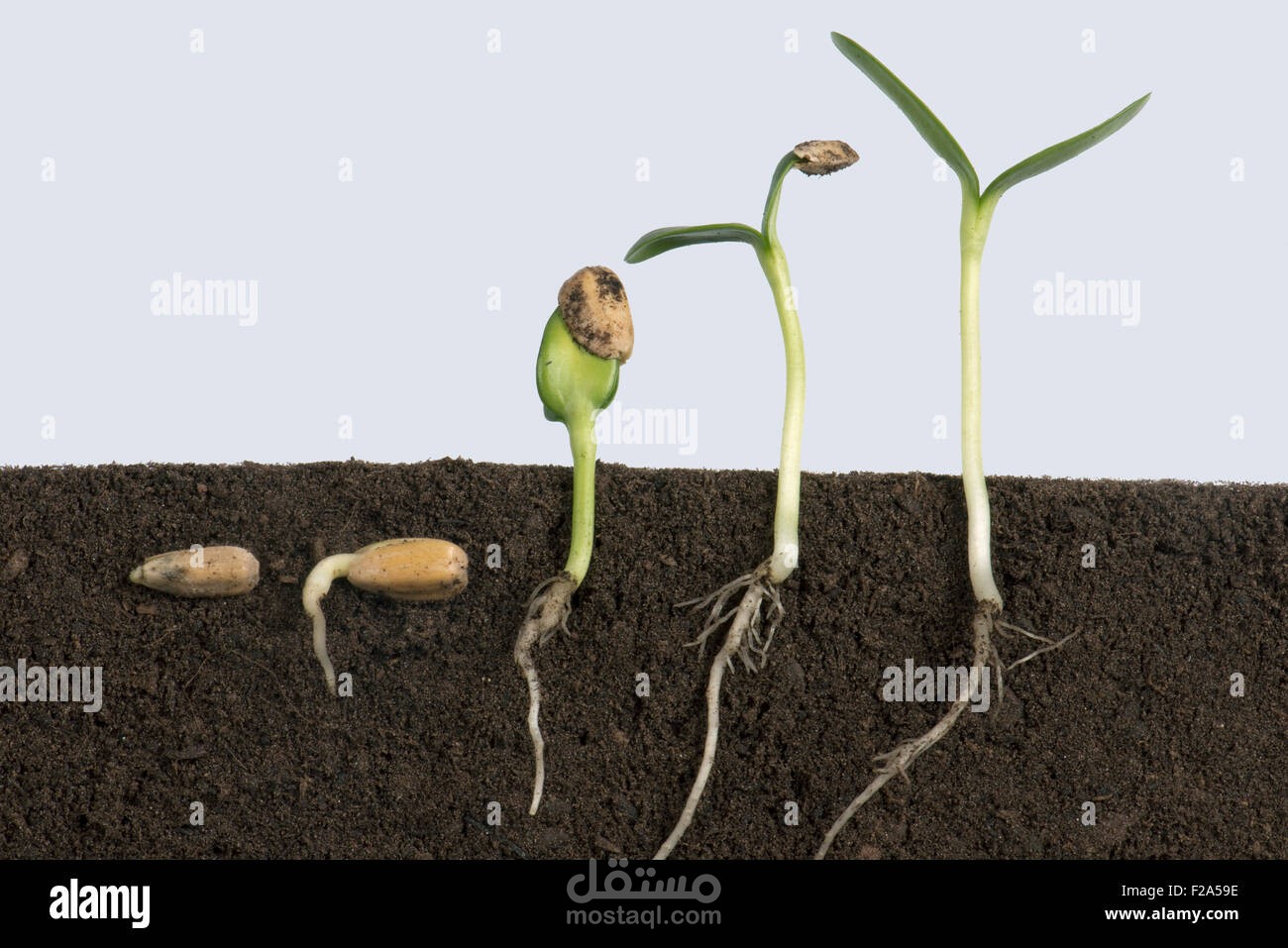 منهجية انجاز الاعمال لمشروع