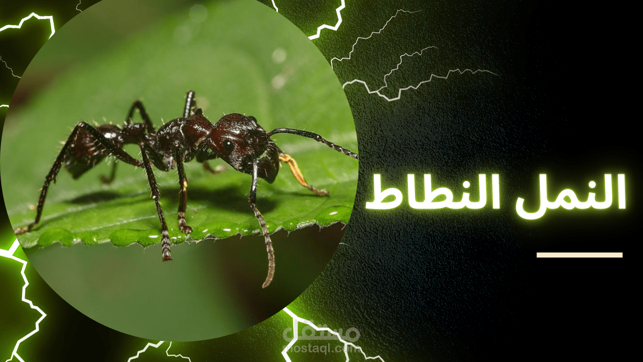 تعليق صوتي وثائقي عن حشرة النمل النطاط