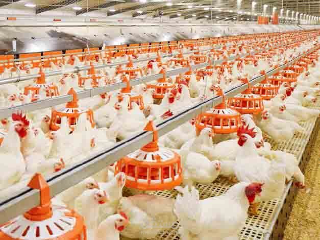 دراسة جدوى مشروع الدواجن فى المملكة العربية السعودية