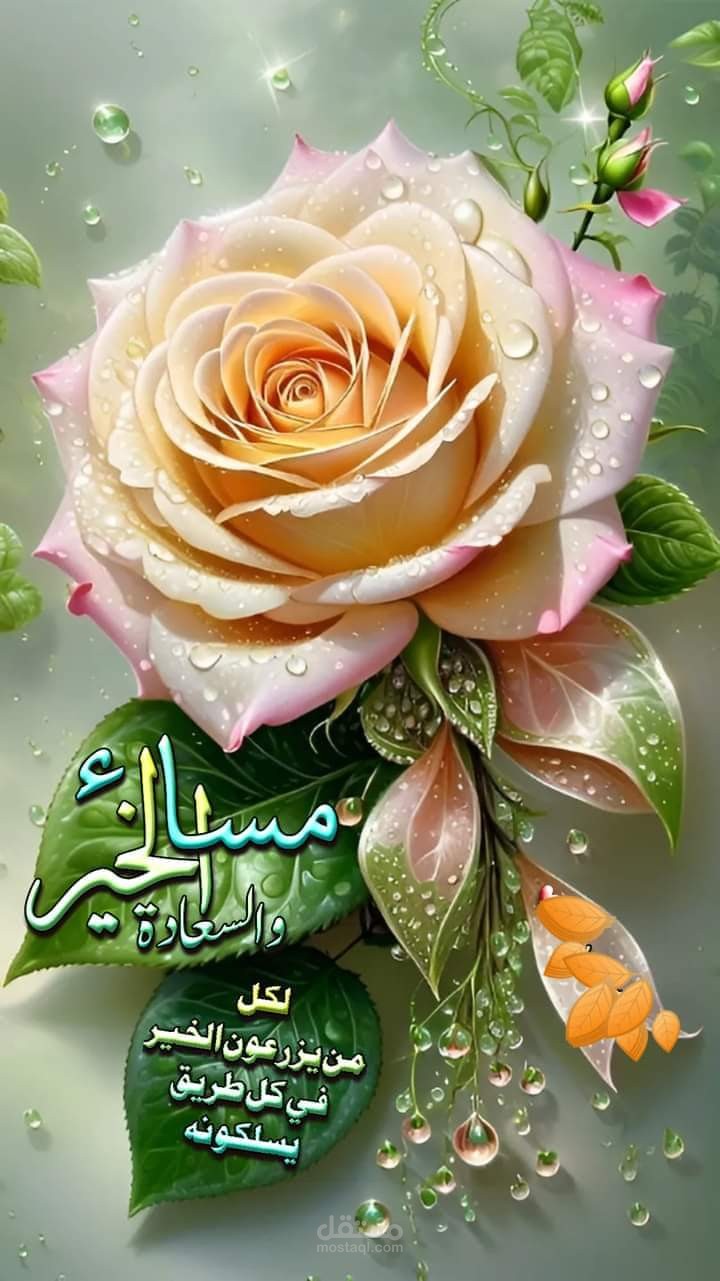 قوائم مالية