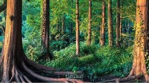 بحث عن الغابات باللغة الانجليزية