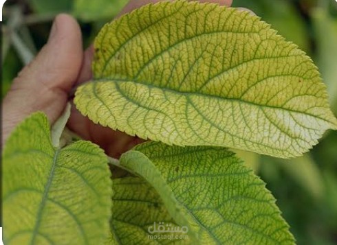 عمل جزء الإطار العام والنظري لبحث باللغة الإنجليزية تخصص وقاية نبات  الاكاديميين المتخصصين فقط يعلقوا