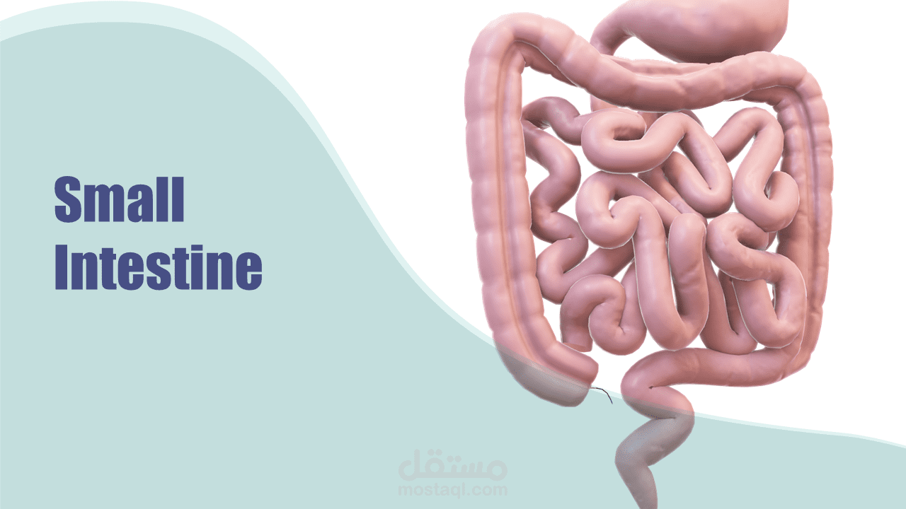 عرض تقديمي: الأمعاء الدقيقة  Small Intestine