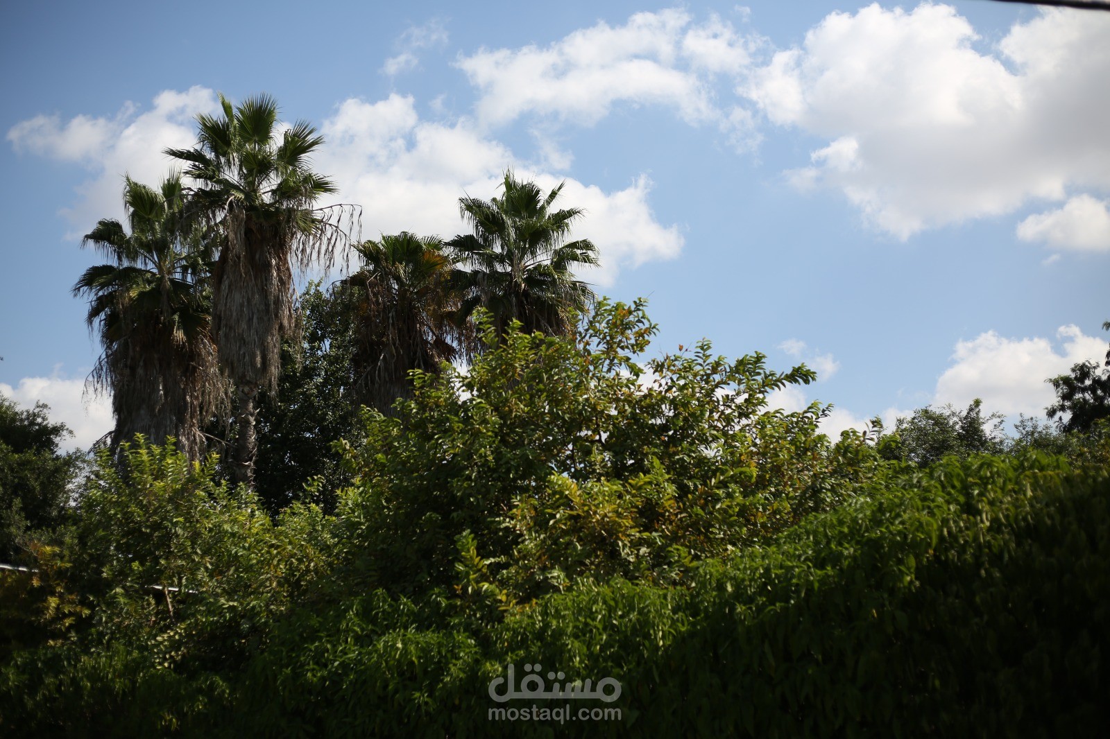اخراج حلقات برنامج وتصويره