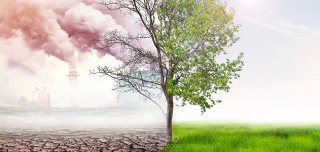 تقرير عن حرائق الغابات في كاليفورنيا