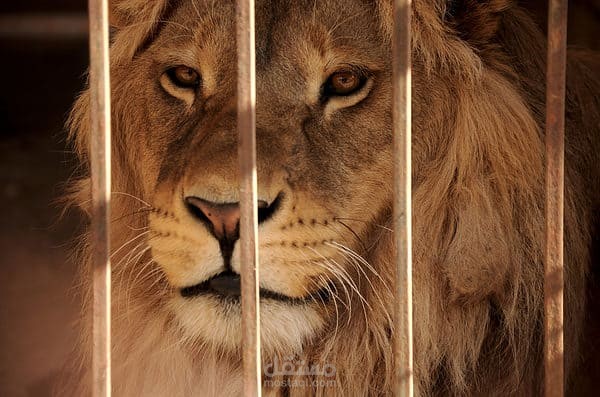 ترجمة مقال The Largest Lion Ever