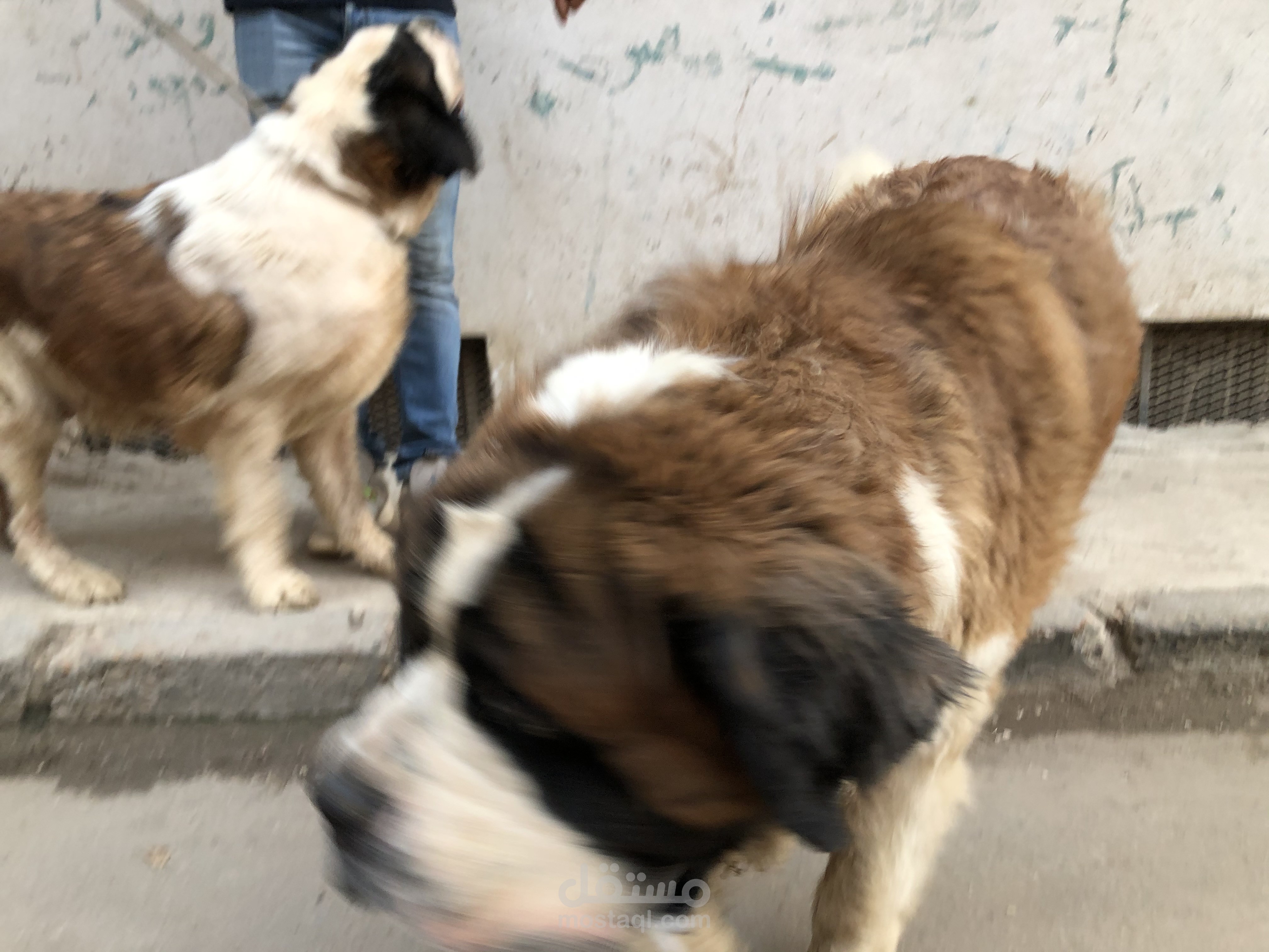 موديل