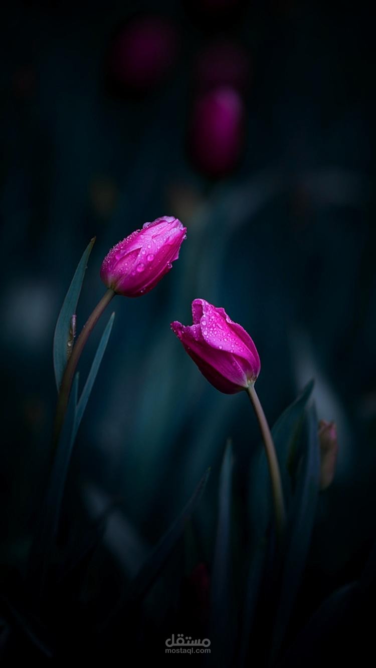 ادارة صفحات سوشيال ميديا