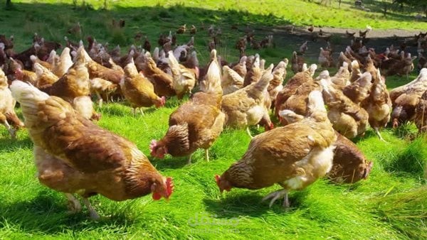 دراسة جدوي مشروع مزرعة دواجن
