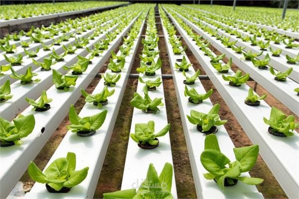 دراسة  جدوي مشروع مزرعة مائية بنظام الساندبونيك