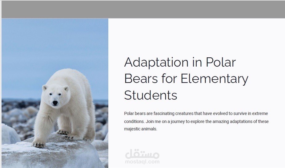 professional presentation about polar bear adaptation