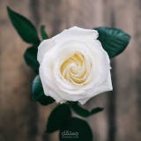 ثقافة الامتثال القانوني