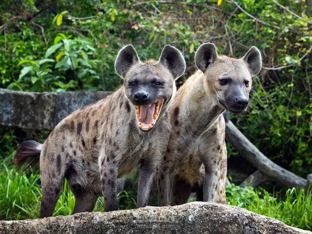 تعليق صوتي عن أداء وثائقي