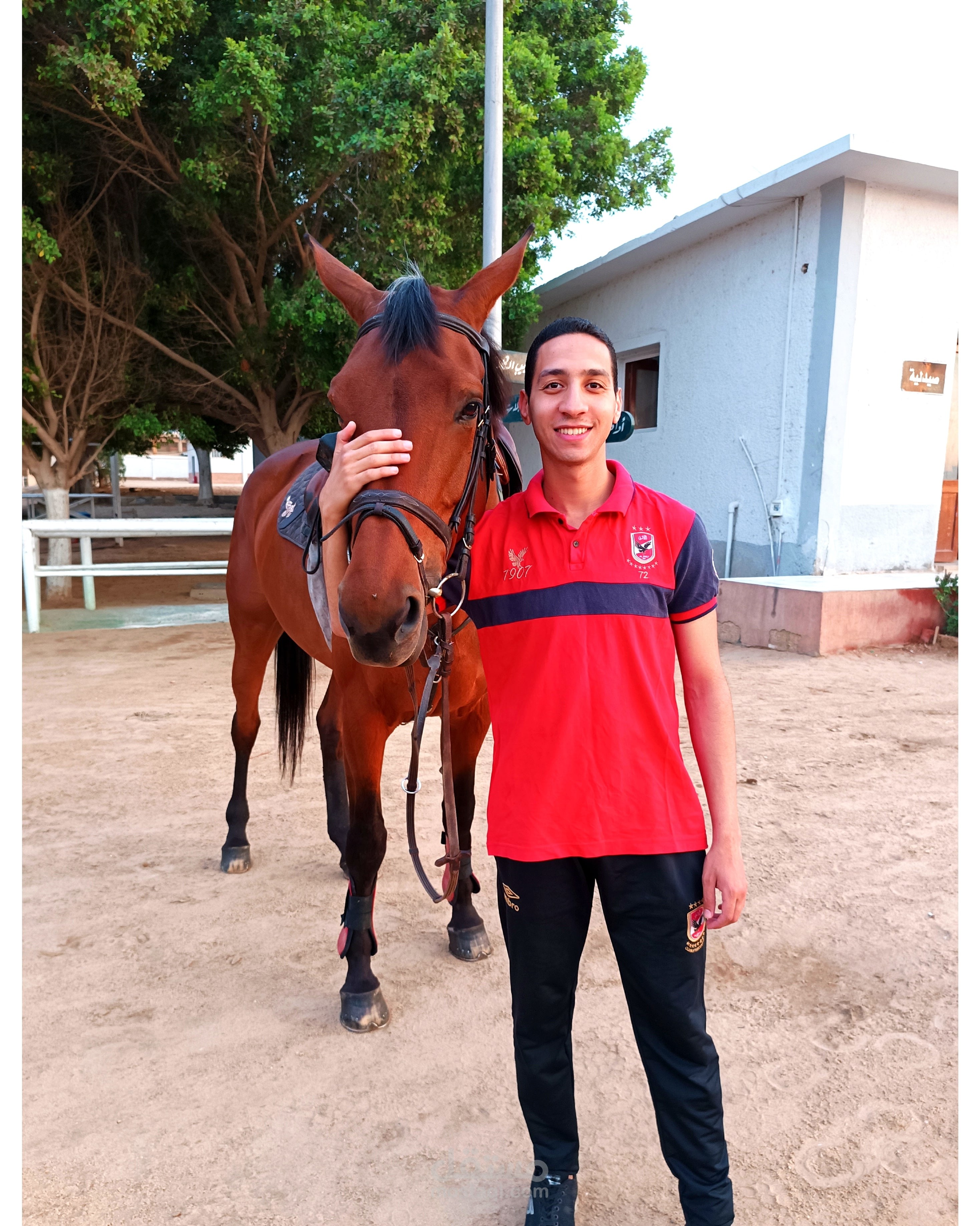 علاج حالات الخيول