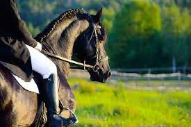 دراسة جدوى اكاديمية ركوب الخيل