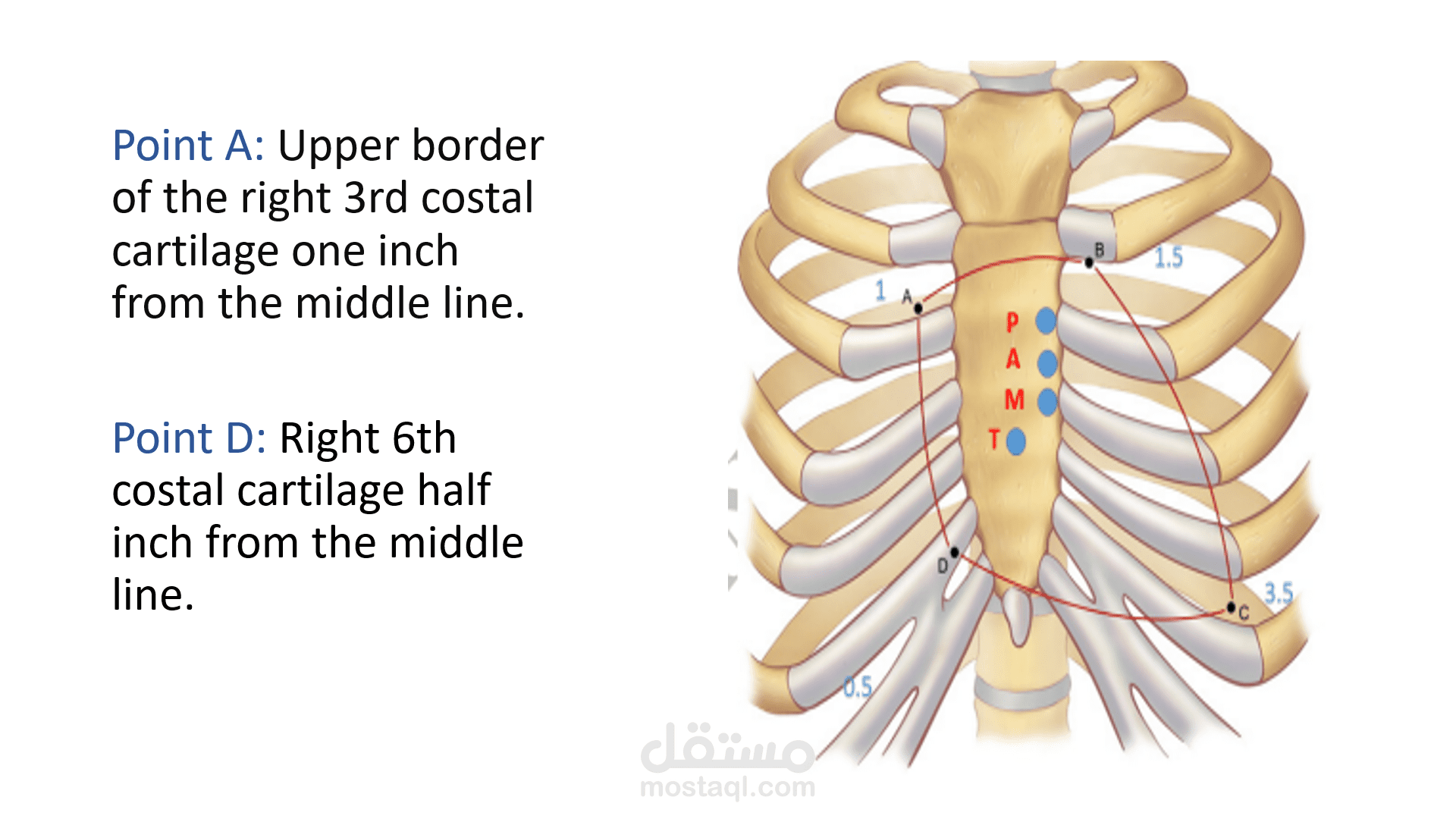 power point surface anatomy of the heart