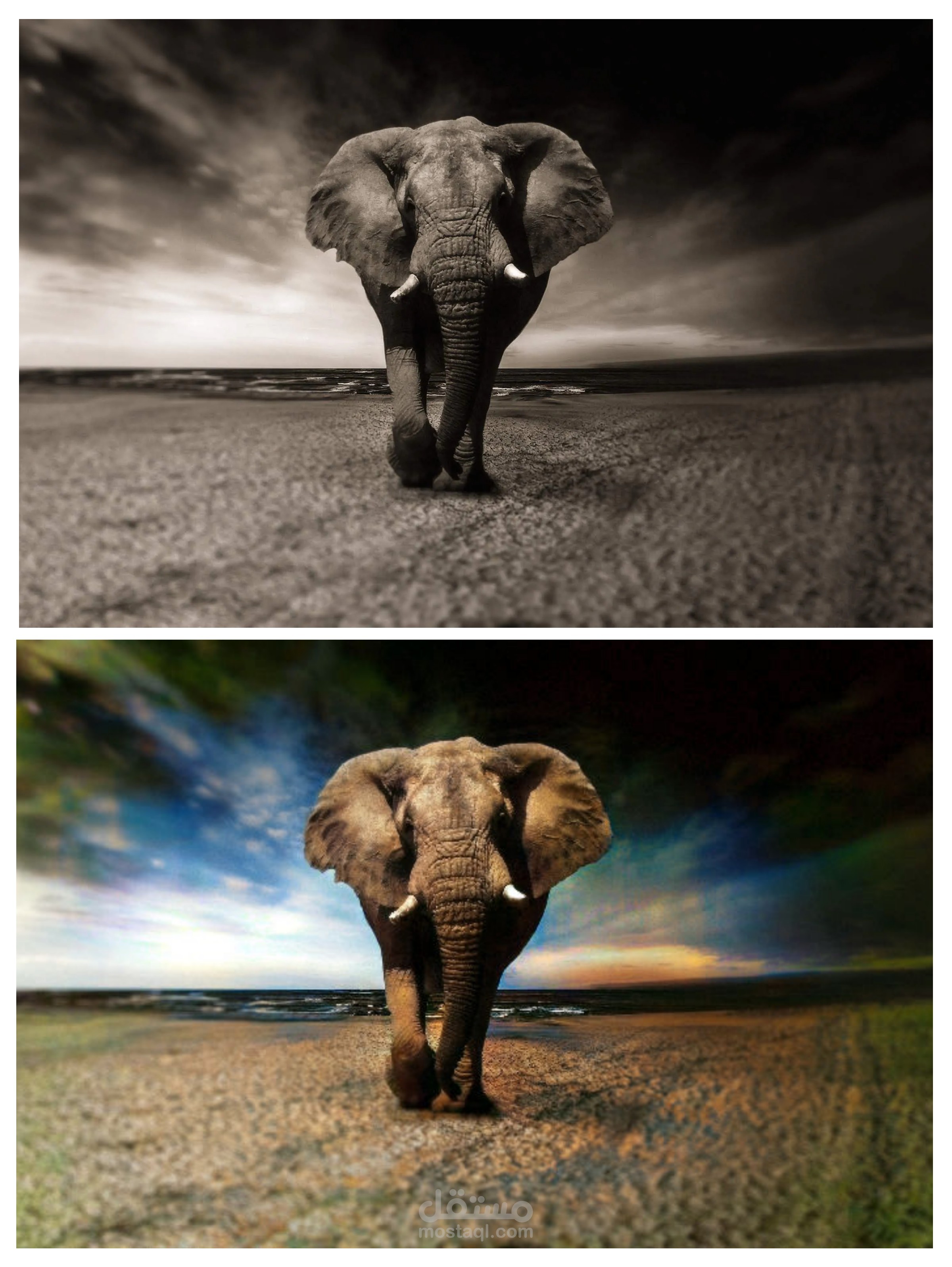 تلوين صور ابيض واسود لألوان