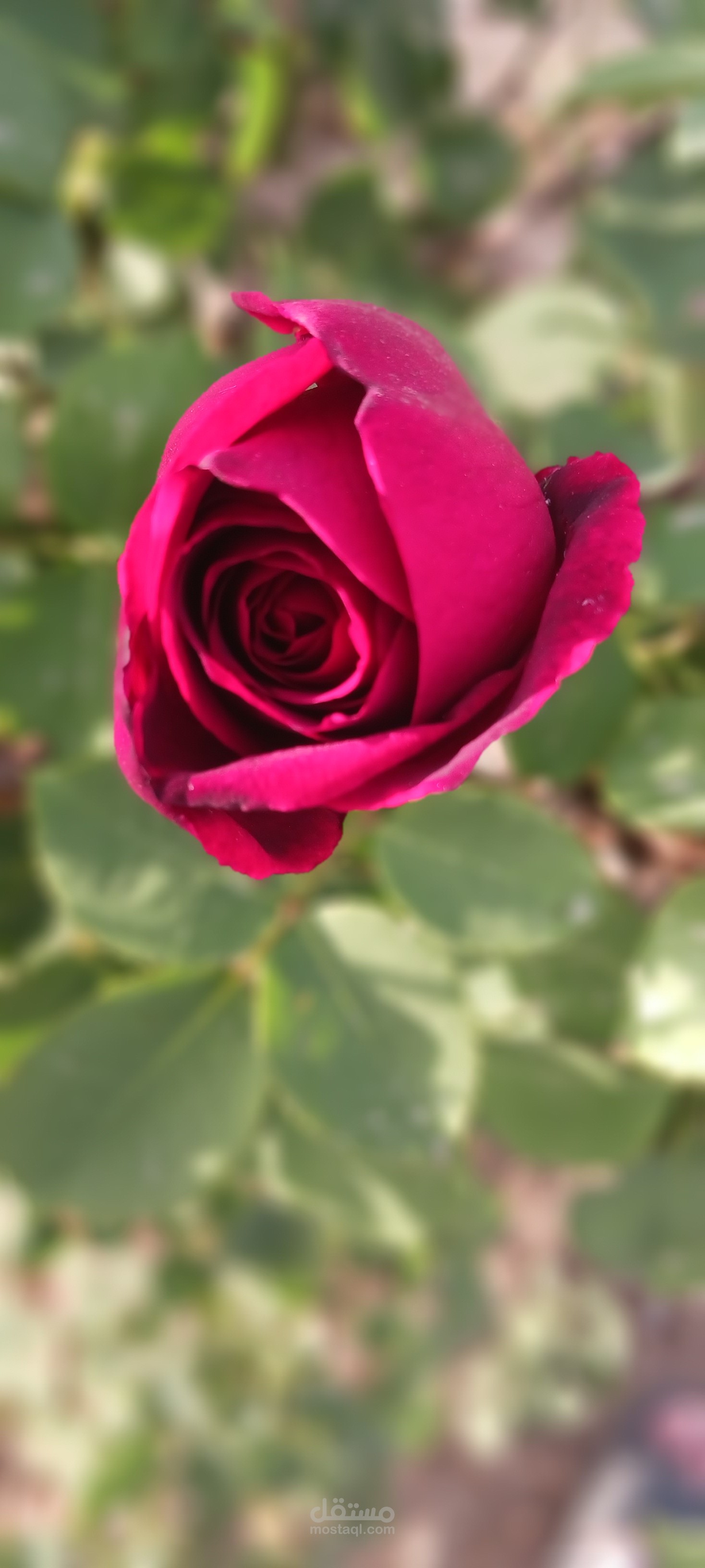 تعديل الصور و الفيديوهات