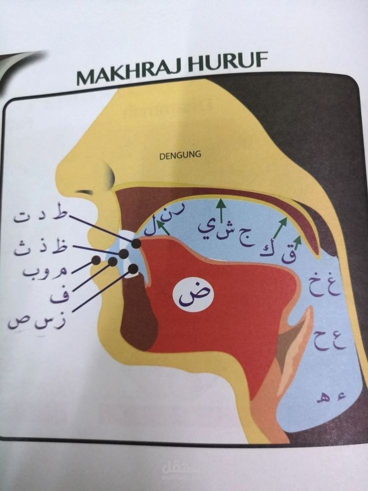 مخارج الحروف  من الحلق الى اللثه