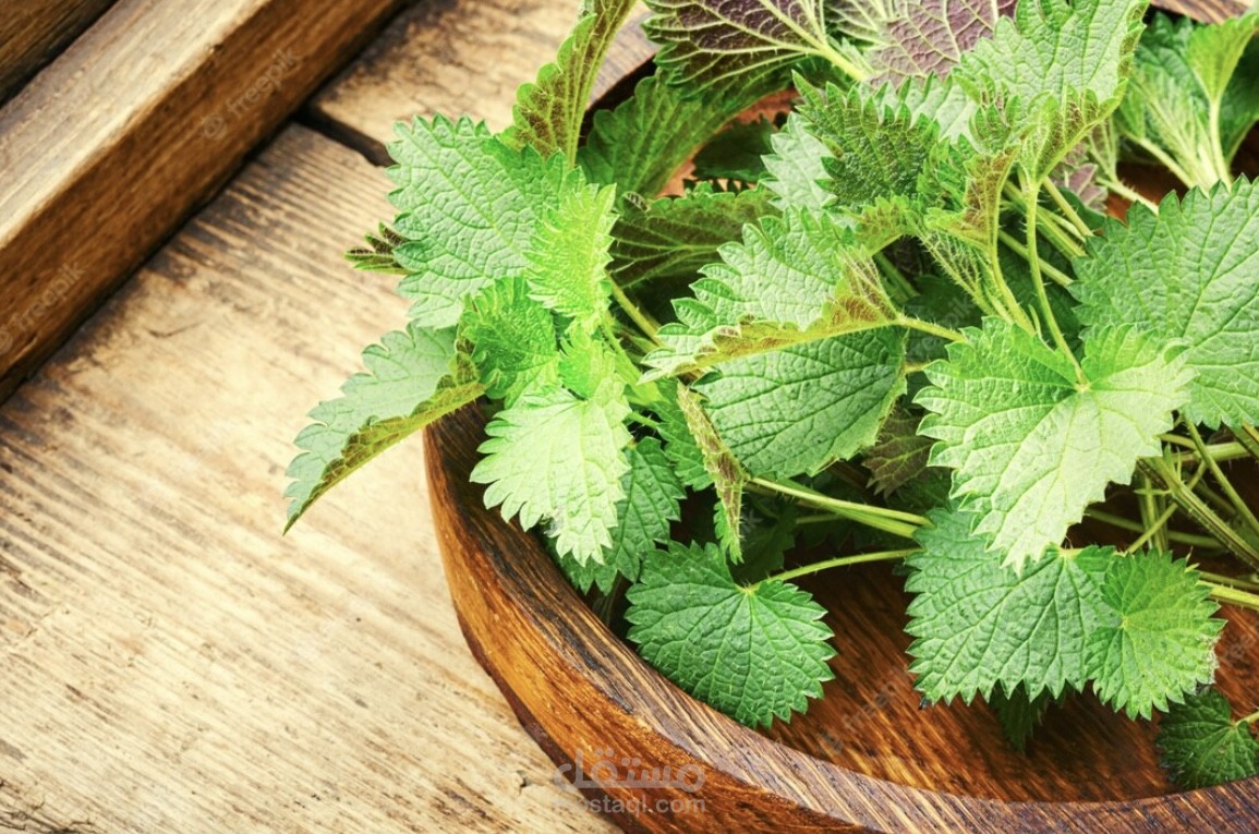 القراص | عشبة غنية بالفوائد منذ العصور القديمة | 2023