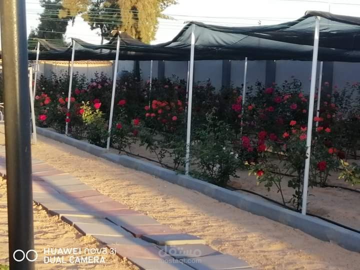 المملكة العربية السعودية/ خميس مشيط