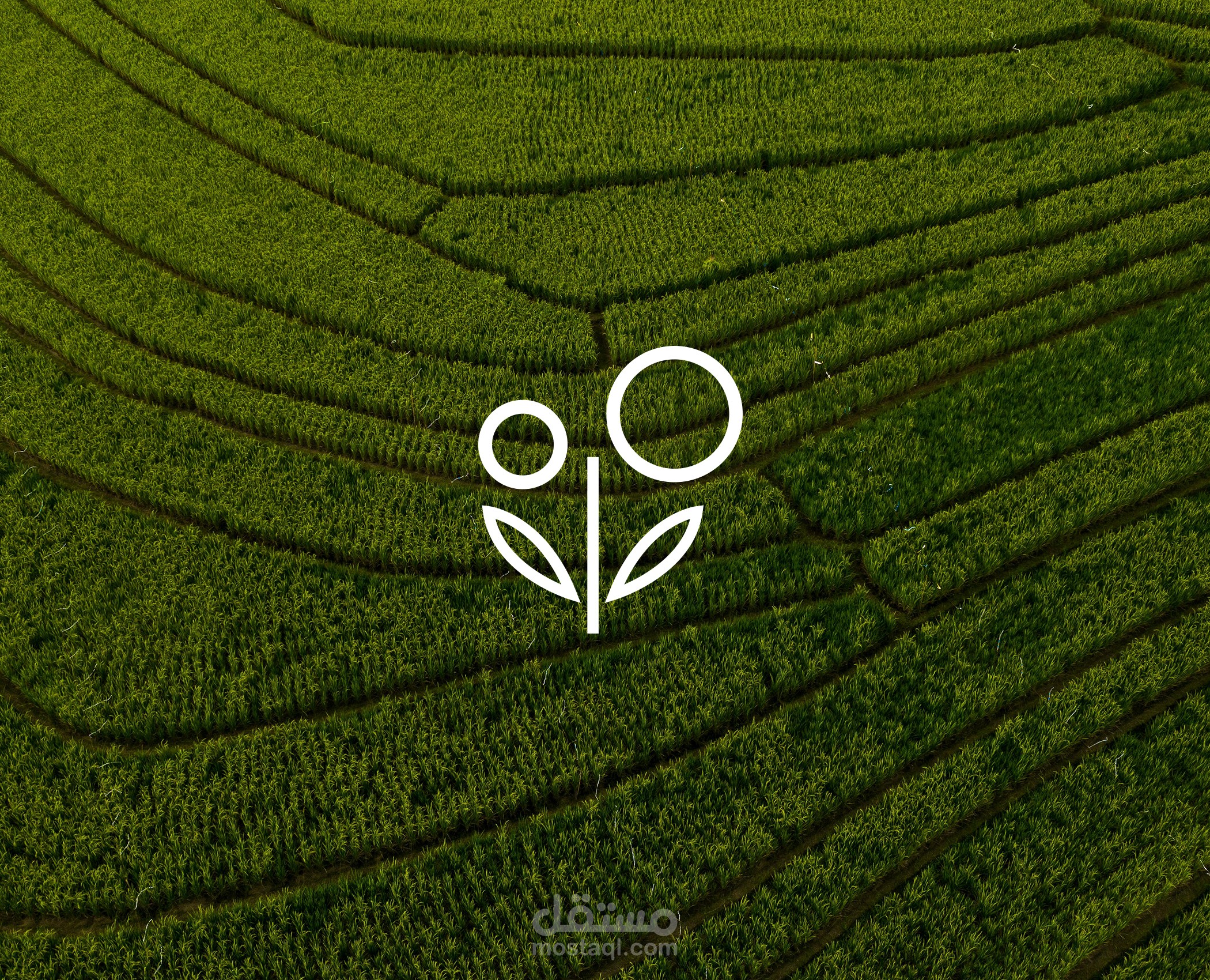 لوجو وهوية شركة OrgPure للاغذية الصحية والعضوية