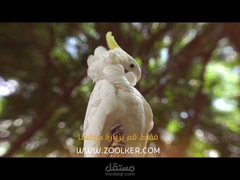 فيديو تعريفي عن خدمات موقع الكتروني