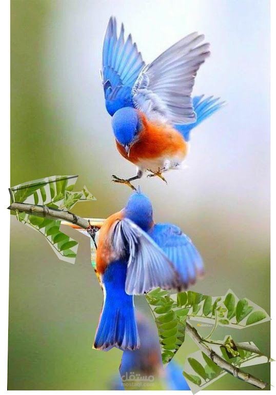 صوت صفير البلبل ( إلقاء )