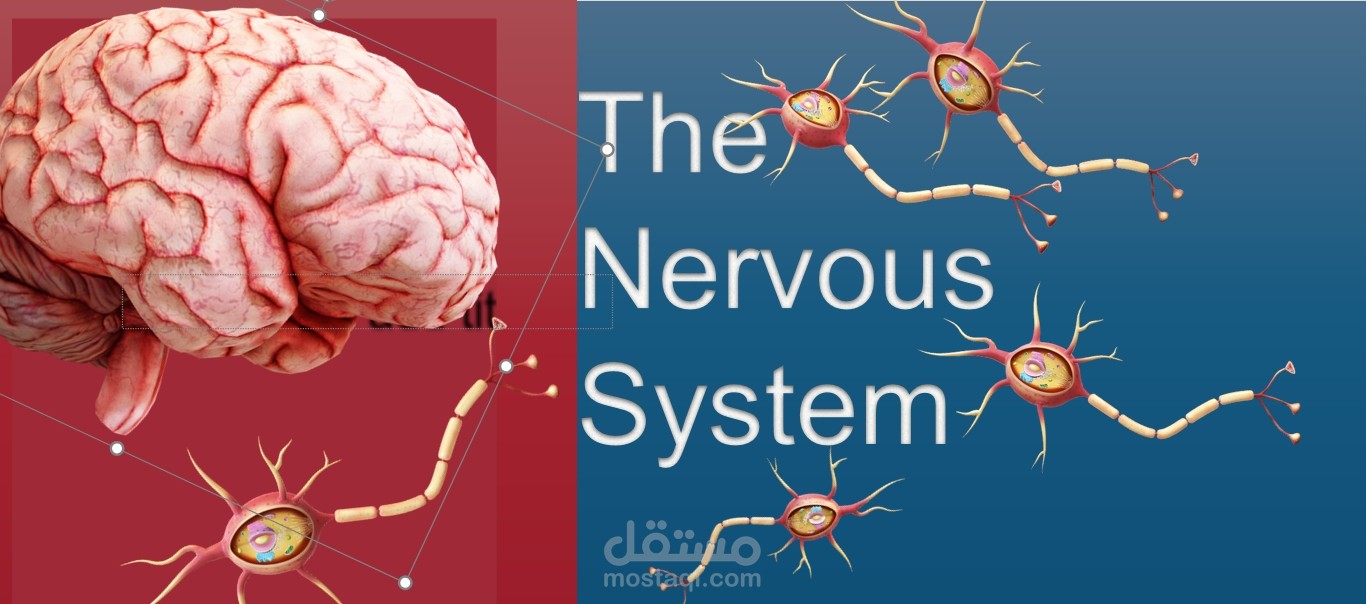 باور بوينت عن الجهاز العصبي لطلبة كلية صيدلة بتحريكات و صور تليق بالمحتوى يصنع خصيصا دون الاعتماد على القةالب الجاهزة