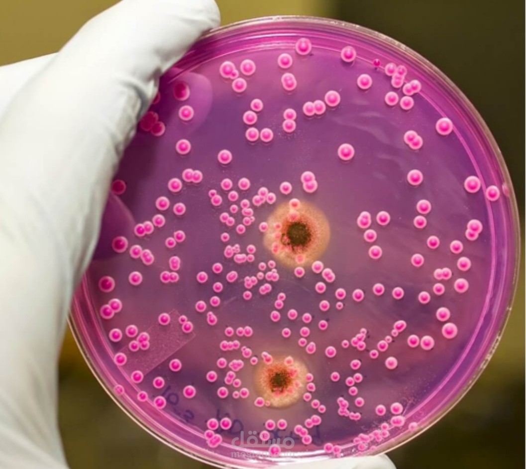 مقال متوسط الطول عن البكتريا