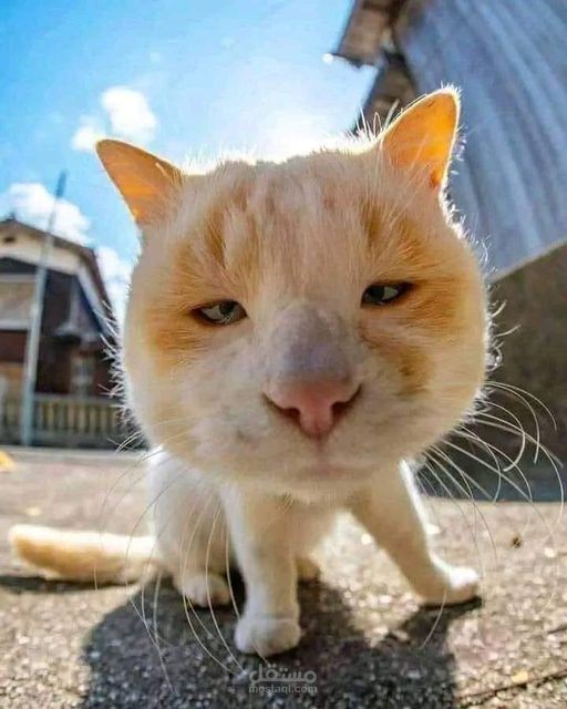 "الأكل يؤدي بنا إلى الانقراض: كيف تؤثر خياراتنا الغذائية على كوكبنا وصحتنا"