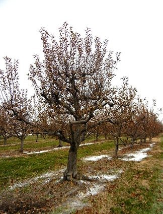 شجرة التفاح