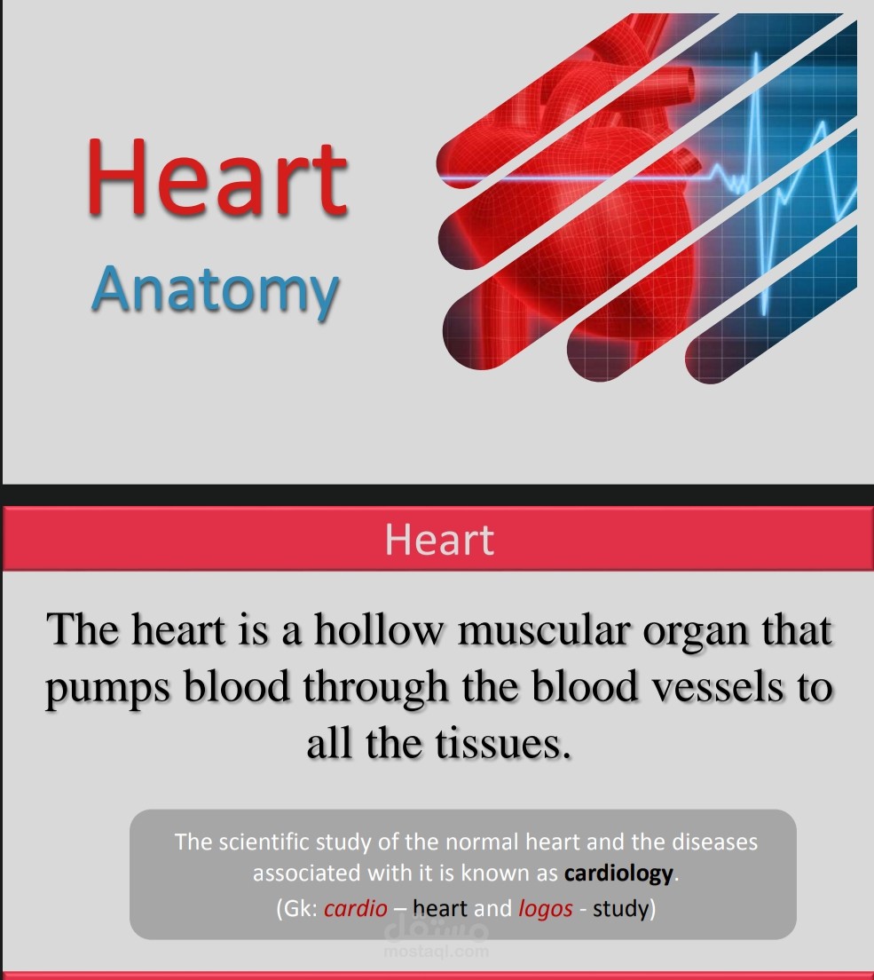 باور بوينت عن تشريح القلب