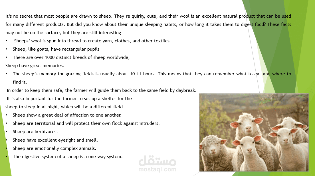 sheep