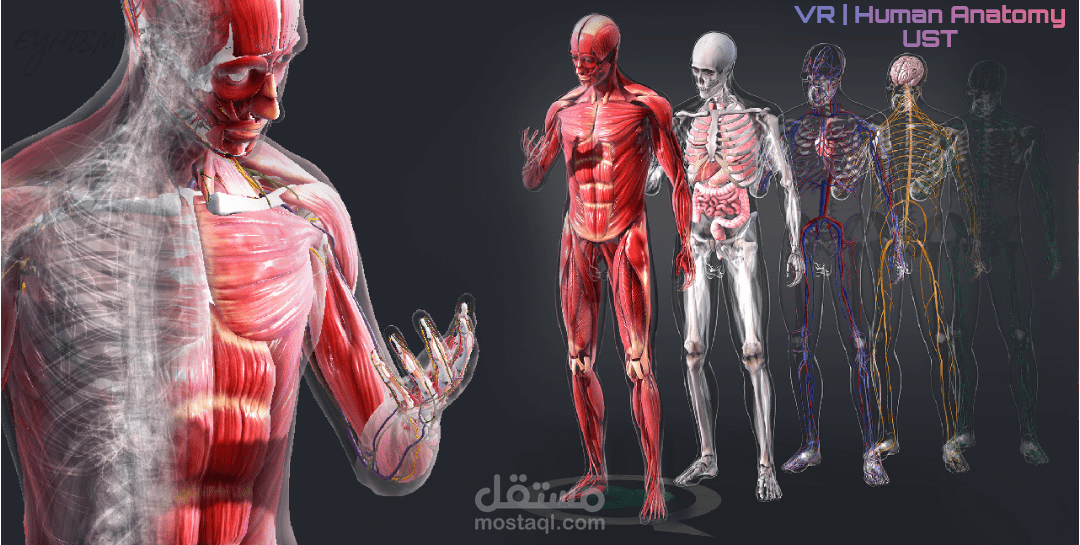 Human Anatomy in VR with haptic gloves