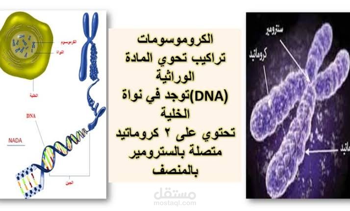 أنواع الكروموسومات والهيئة الكروموسومية