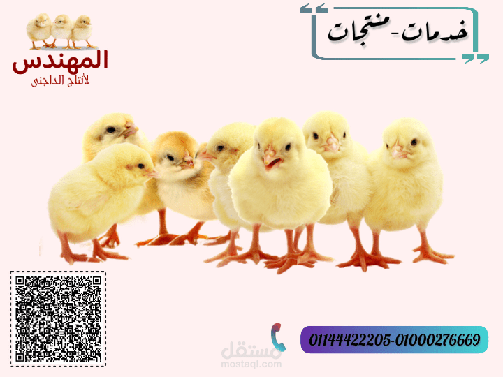 عمل أعلان منتجات سركة دواجن