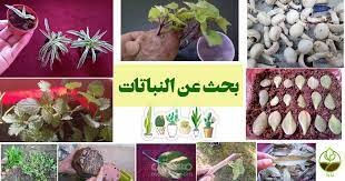 كتابة بحث مدرسى عن النبات