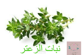 نبات الزعتر