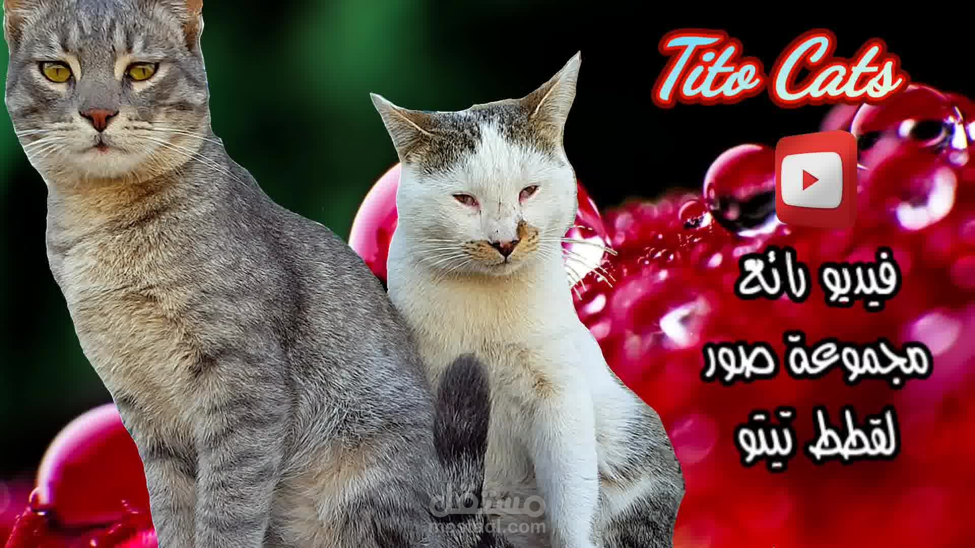 مونتاج صور لعرض تقدمي لصور قطط تيتو