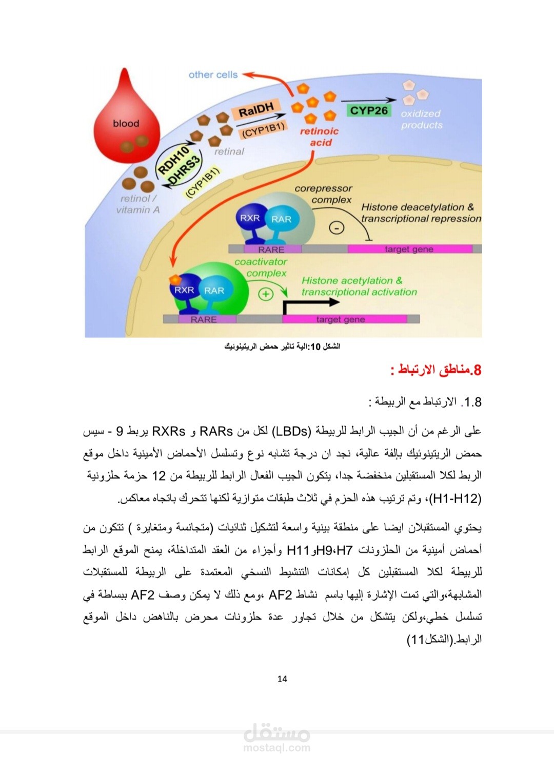 تفريغ صوتيات