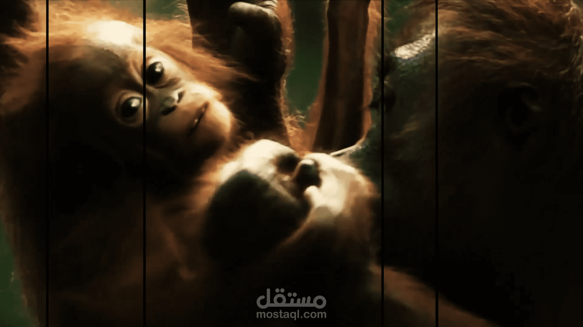 promo african cup of nations