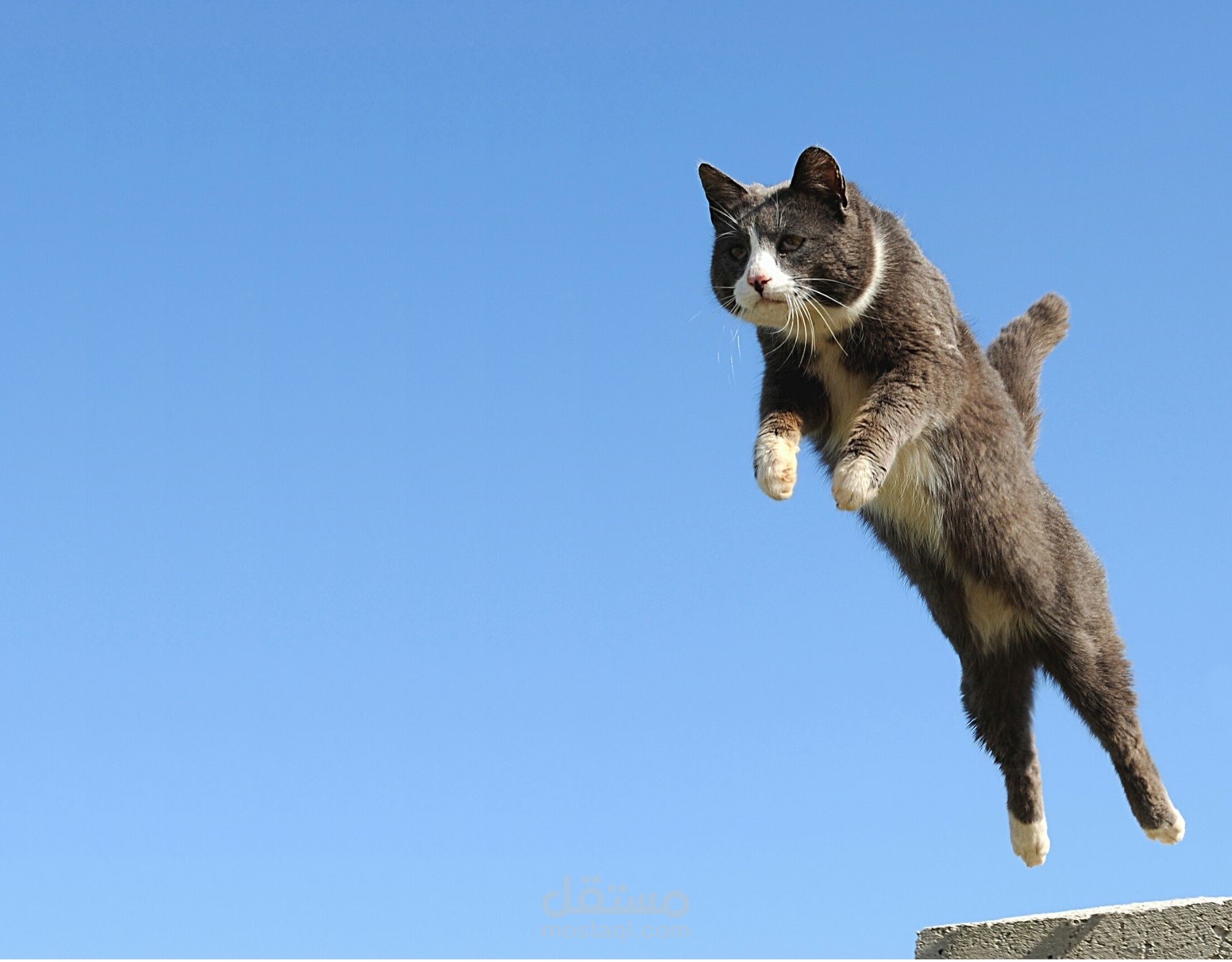 هل القطط لديها سبع أرواح؟؟!