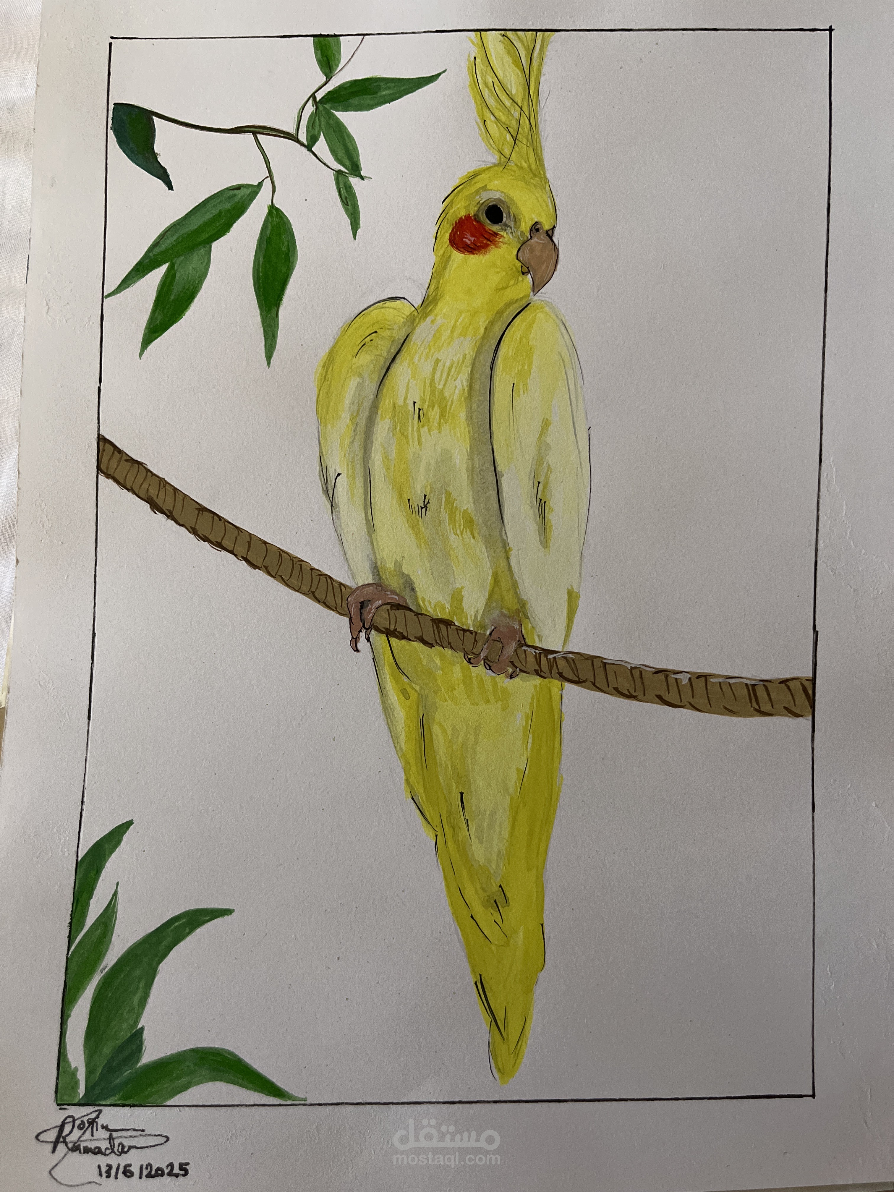 Coctail bird